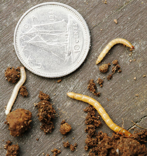 wireworms